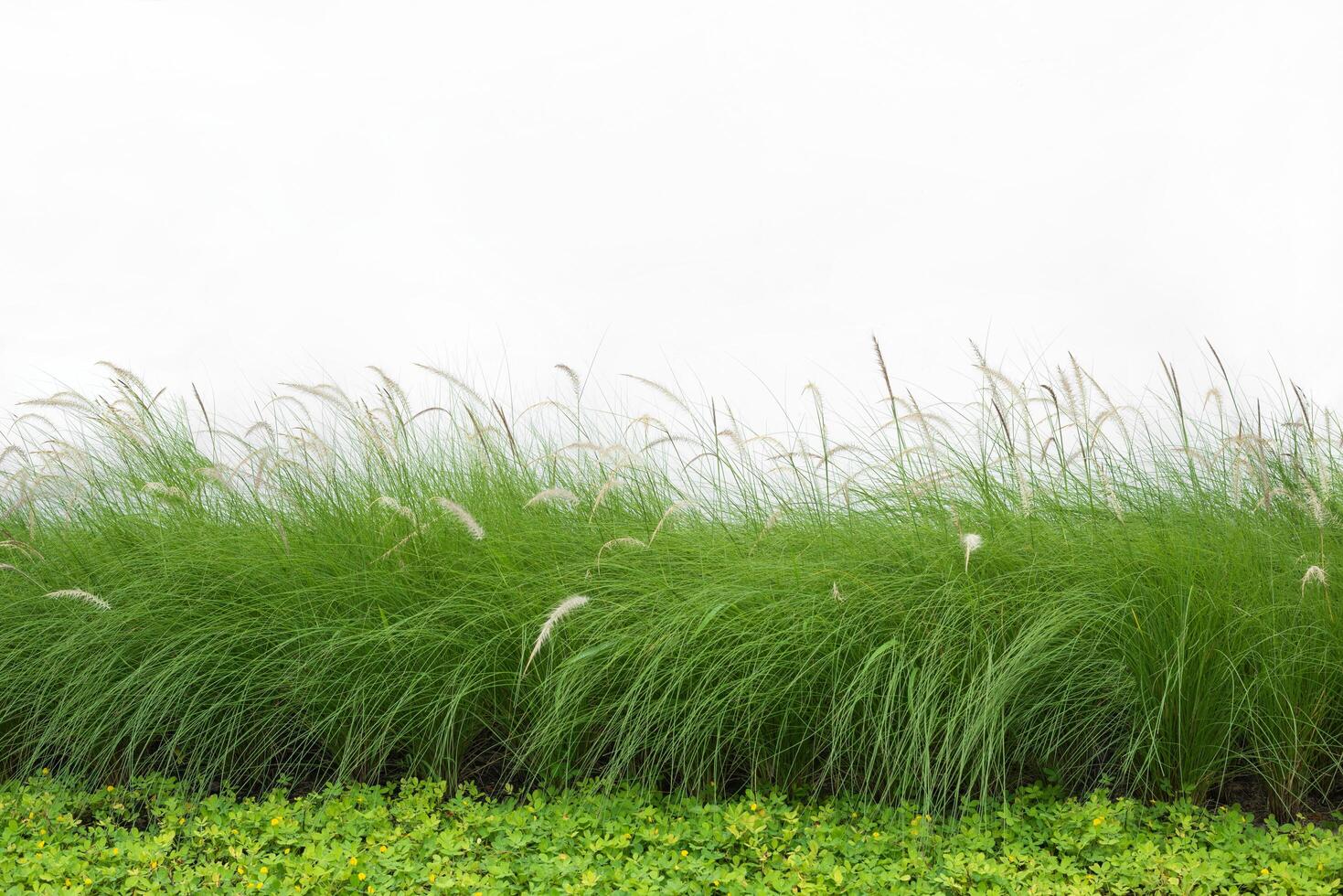 Green grass planted in rows on white background. photo