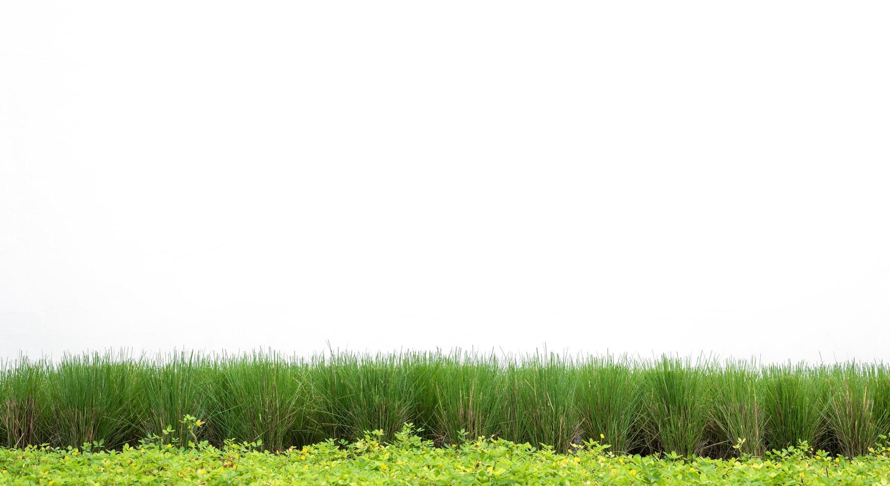 Green grass planted in rows on white background photo