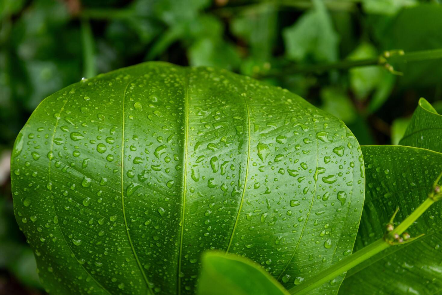 a Leaf green after the rain in beautiful nature photo