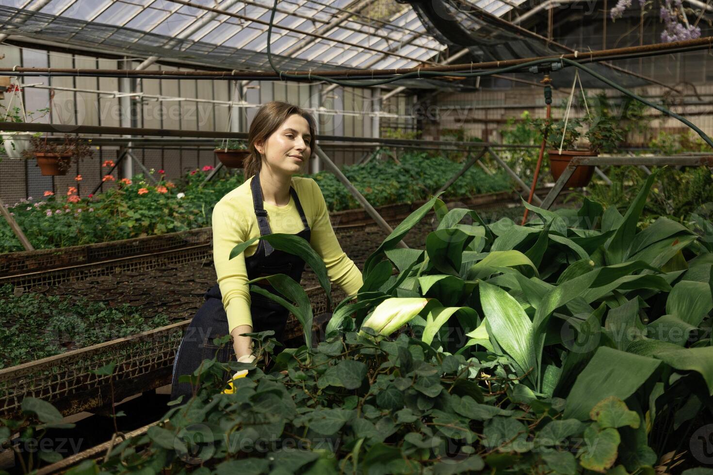 Young woman in apron calmly observes rows of plants growing in a greenhouse. photo