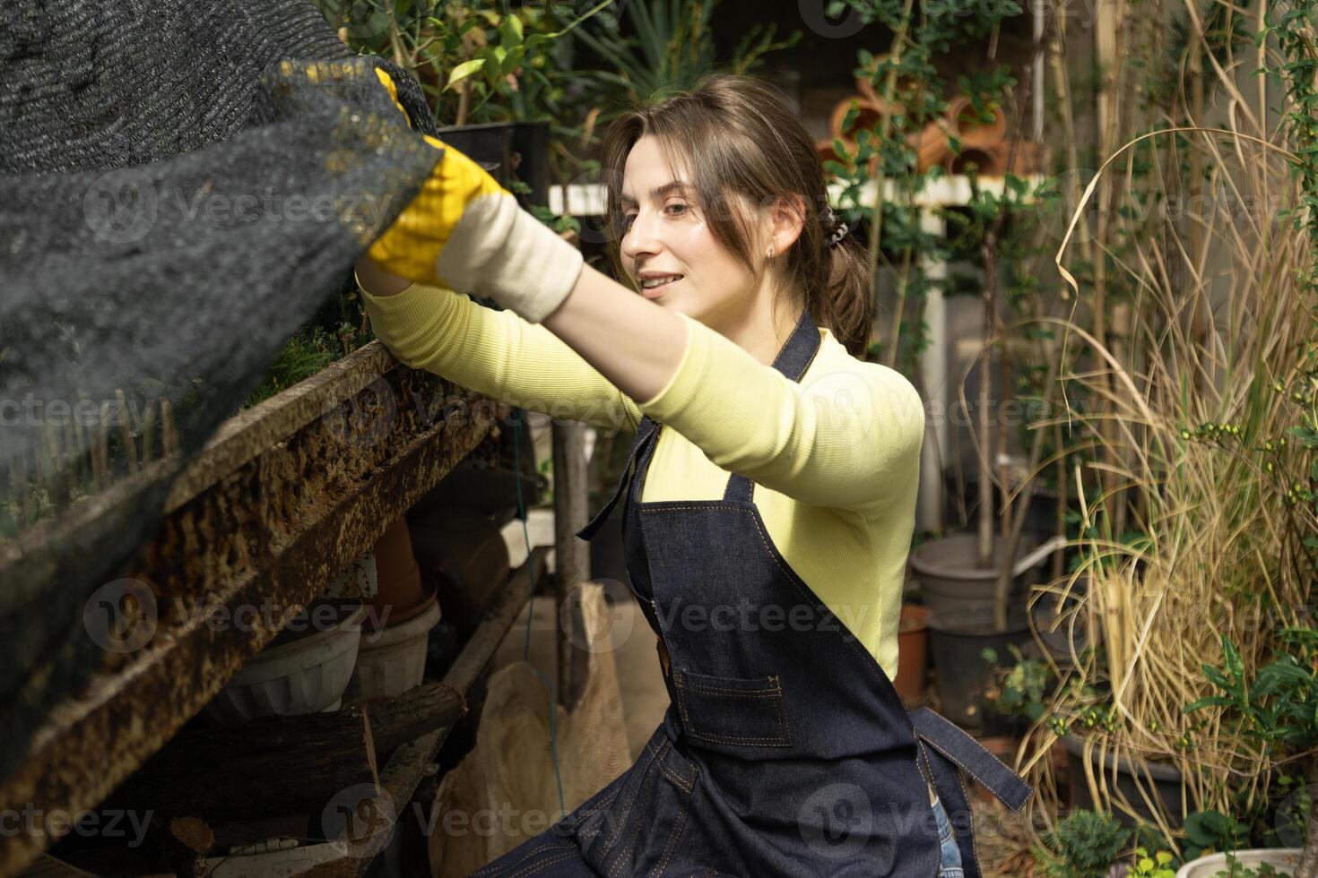 Greenhouse worker crouches to check young plants under agro fabric. photo