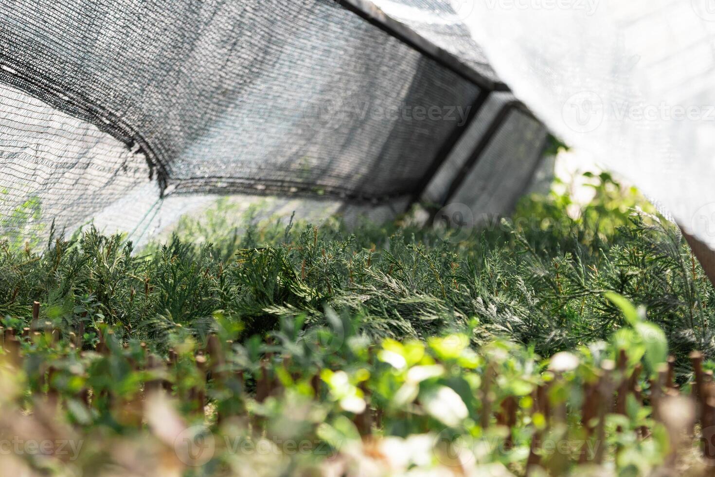 Delicate seedlings grow under breathable mesh inside a greenhouse. photo