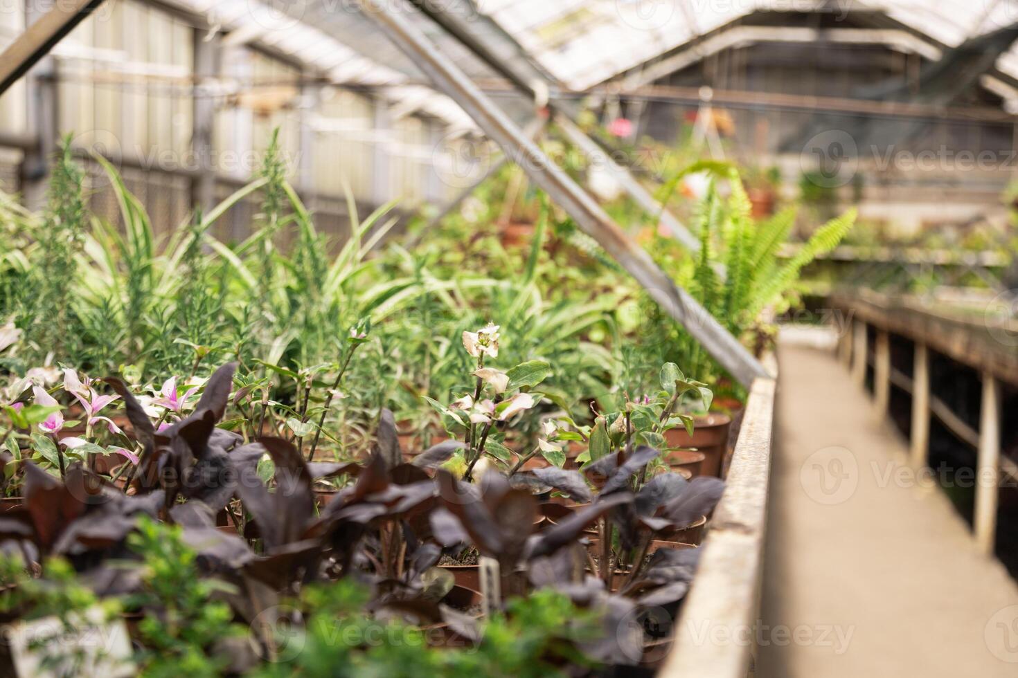 Multiple plant pots placed in structured formation under controlled greenhouse conditions. photo