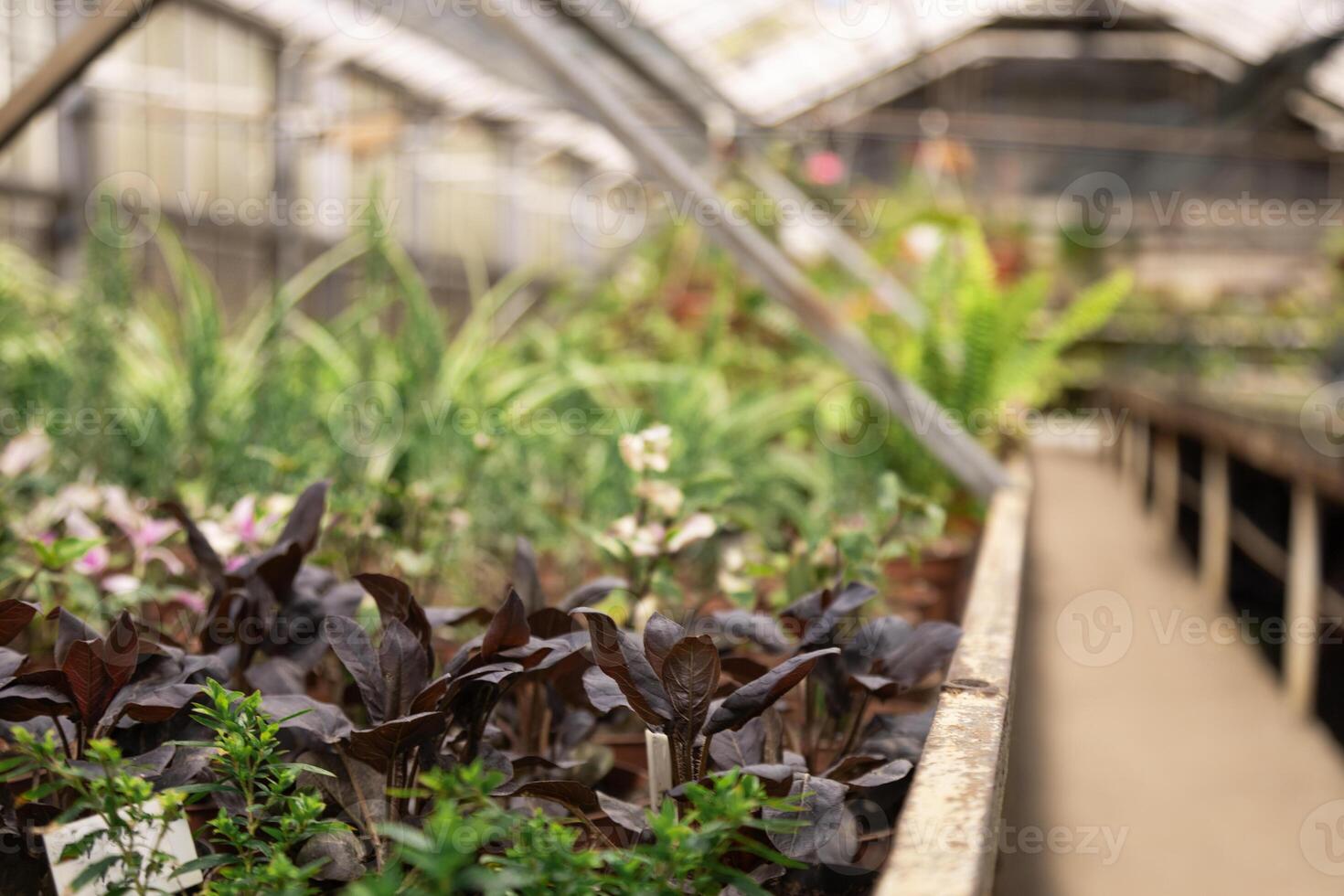 Orderly rows of potted greenery line the greenhouse interior. photo