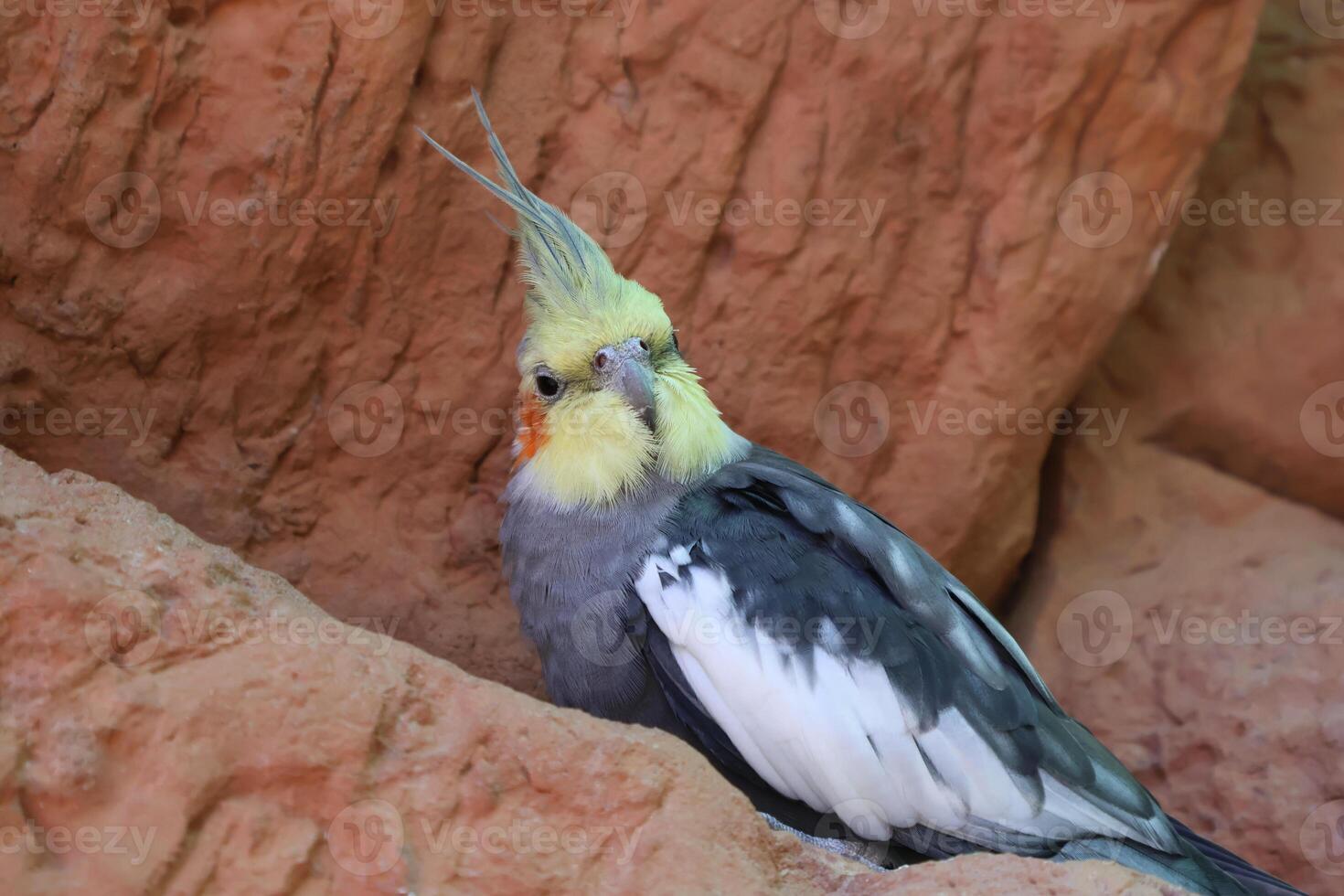 Colorful Cockatiel Bird on Rock Background in Nature Close-Up Shot photo