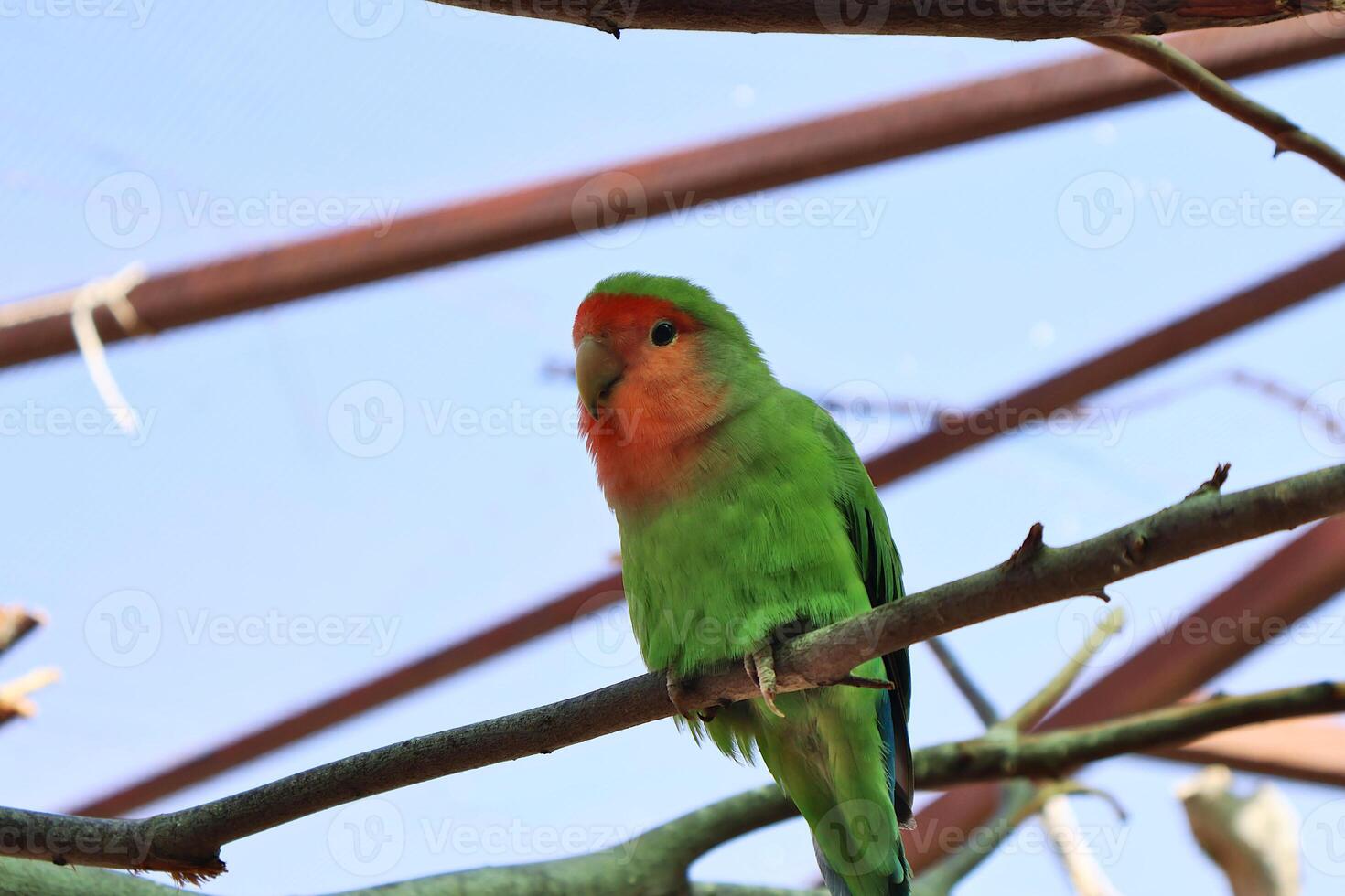 Colorful Parrot Perched on a Branch in a Scenic Outdoor Environment photo