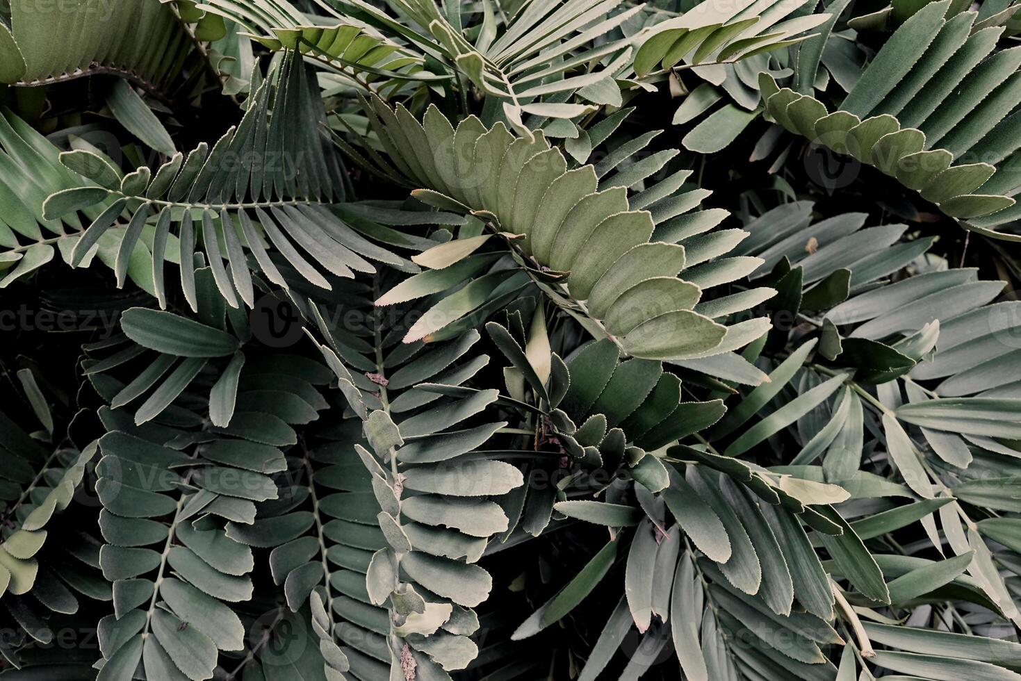 Real organic photo taken green lush exotic tropical botanical leaves outdoor white sky background