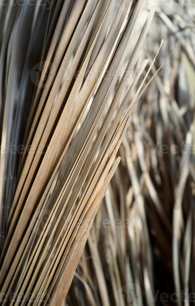 Real taken organic photo natural palm leaf botanical brown beige grey textured abstract background