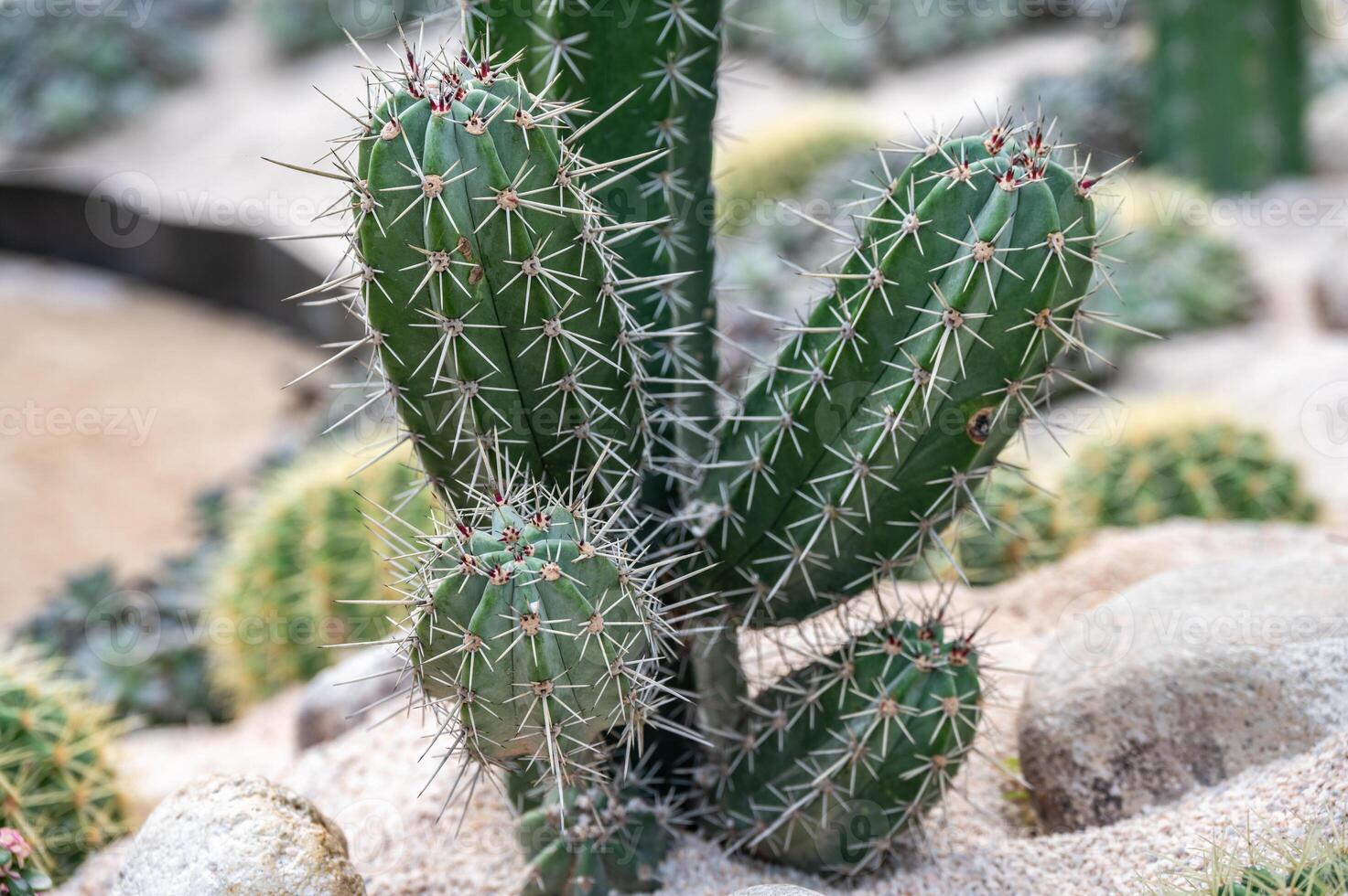 Close up of spines growing from areoles of Ritterocereus cactus. photo