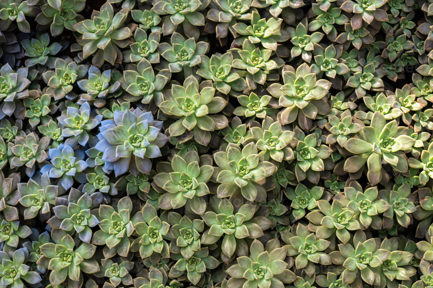 Close up of Crassulaceae succulent plants growing in the garden. The Crassulaceae also known as the stonecrop family. photo