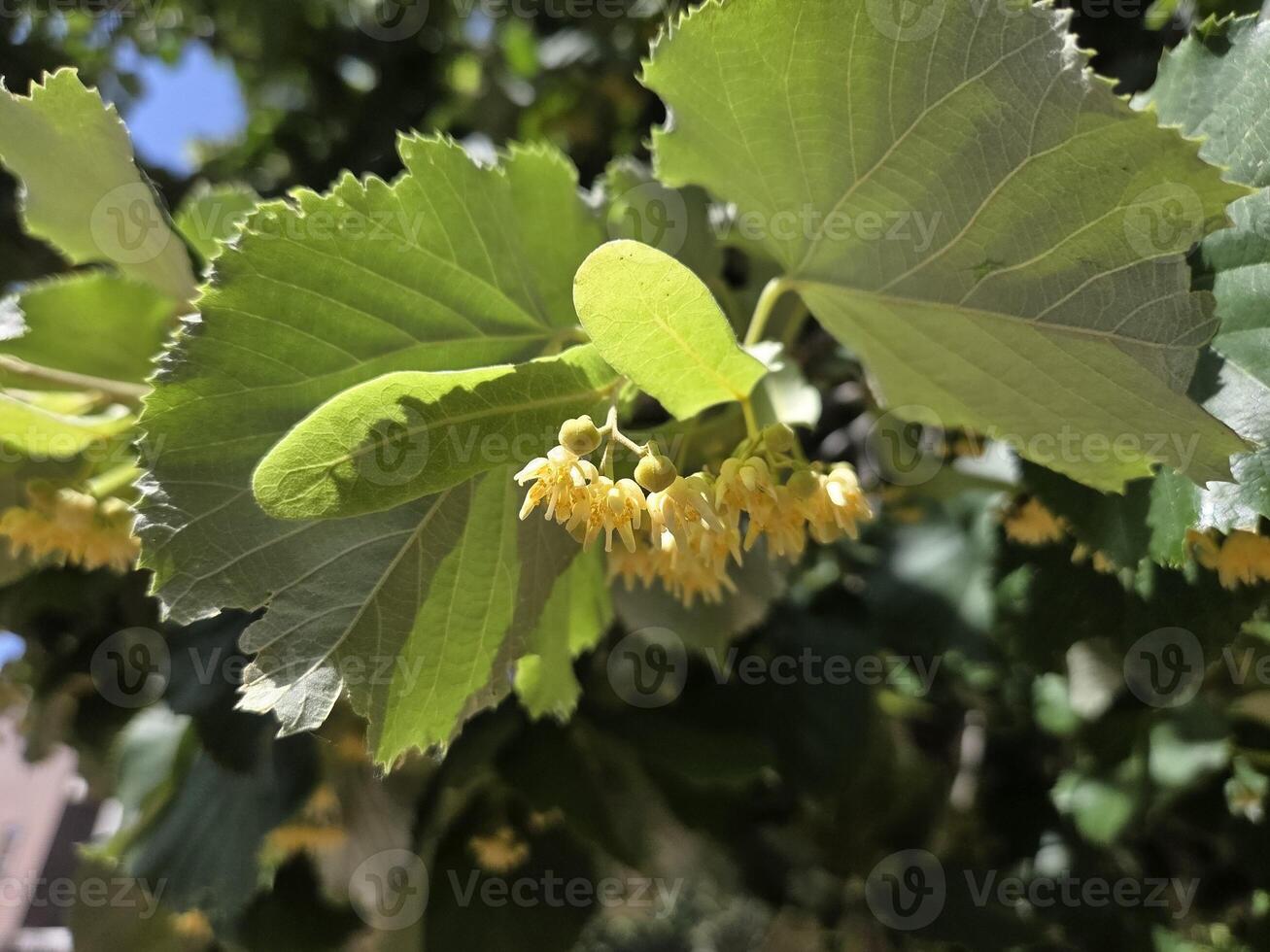 Linden tree blossoms in summer sunlight for nature and botanical studies photo