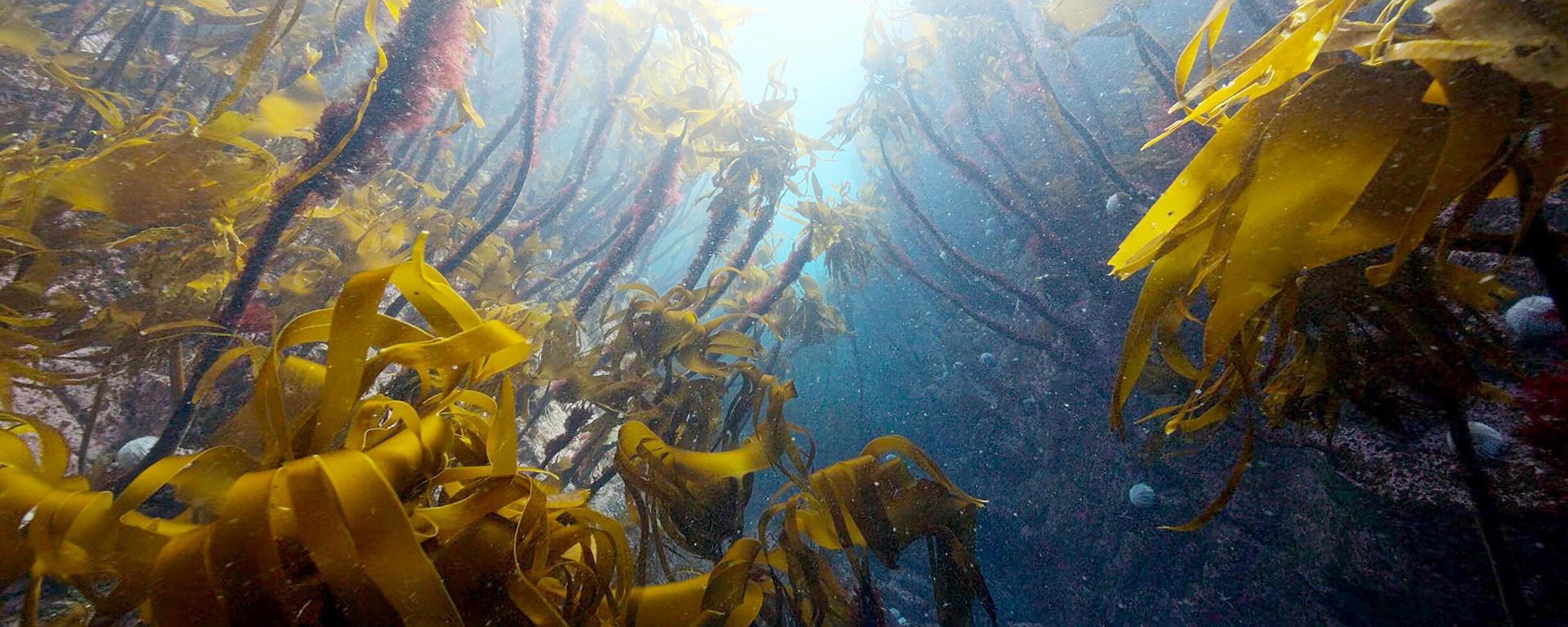 Underwater view of vibrant kelp forest. photo