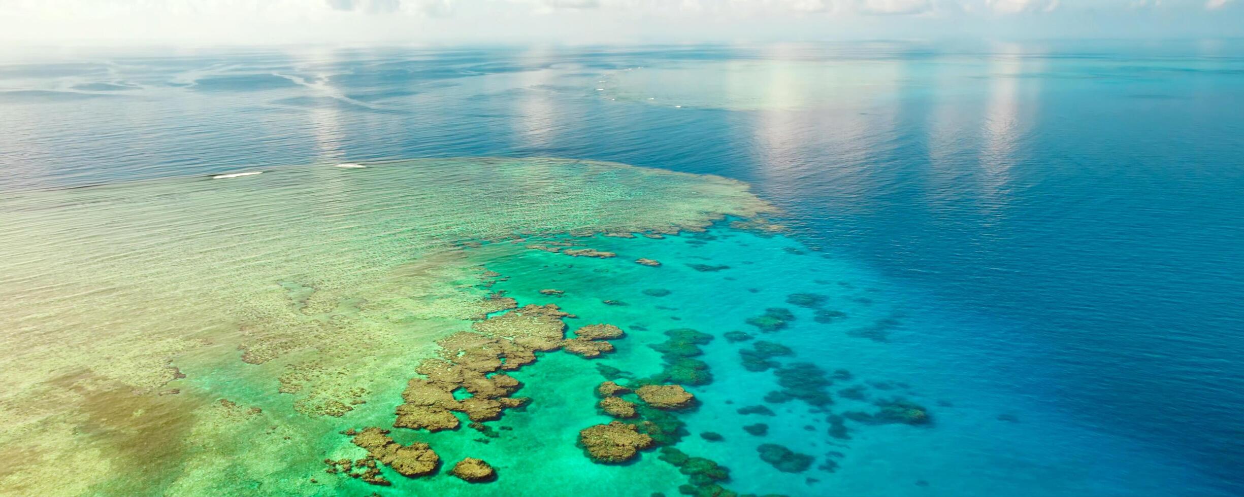 High-angle view of a vibrant coral reef. photo