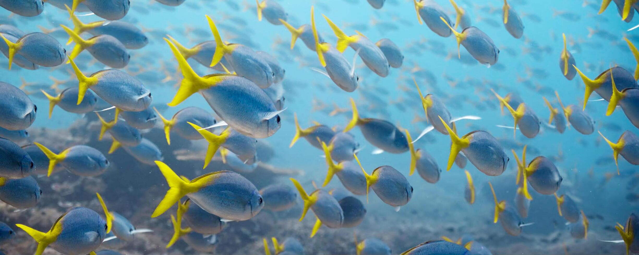 A large school of fish swimming in the ocean. photo