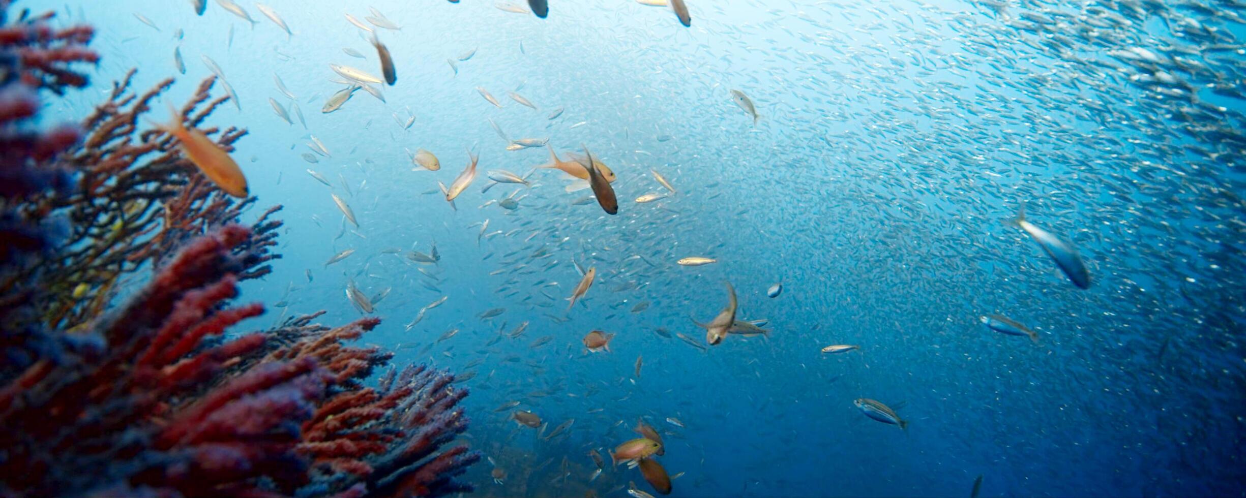 Coral reef teeming with fish in the deep blue sea. photo