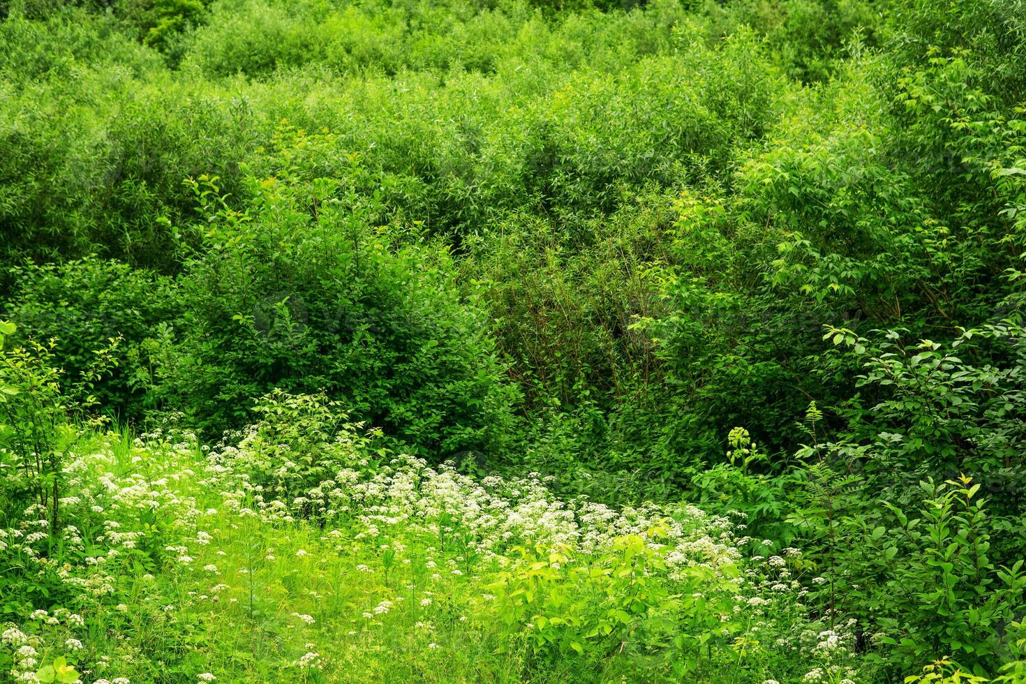 green summer forest and glade with wild flowers and grasses photo