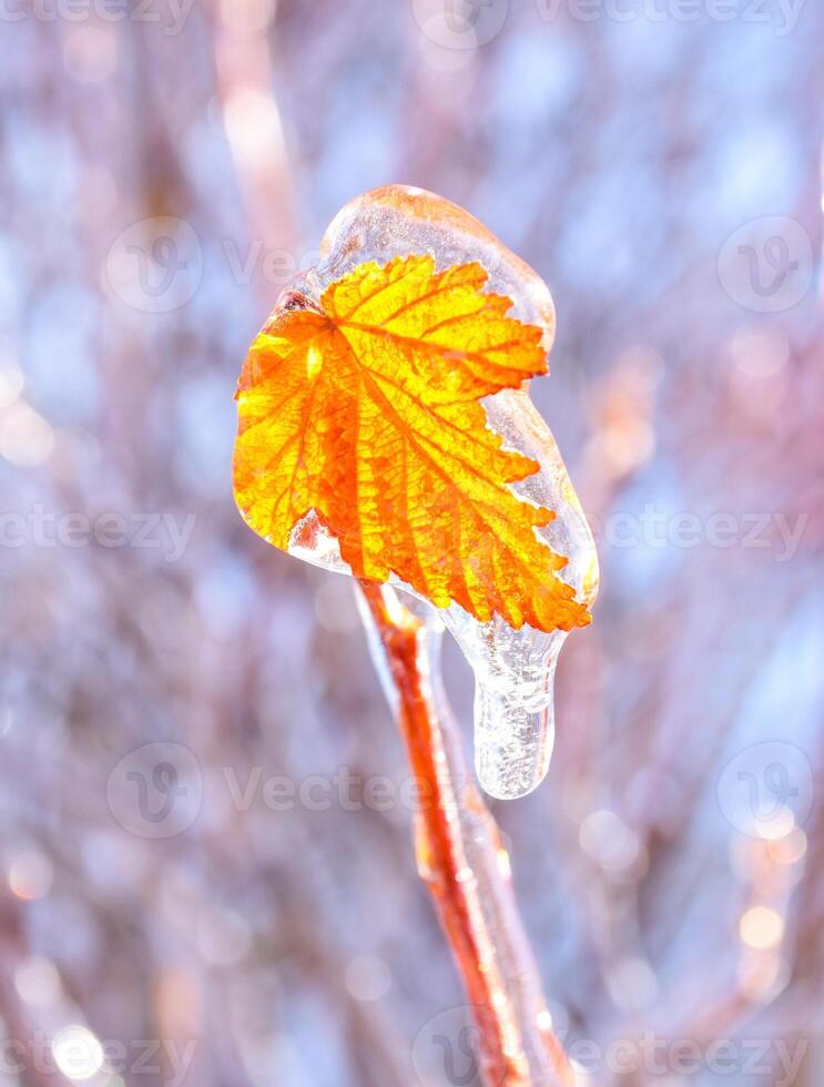 Orange dry leaf growing on branch covered with ice on a sunny winter day in russia. Background with copy space photo