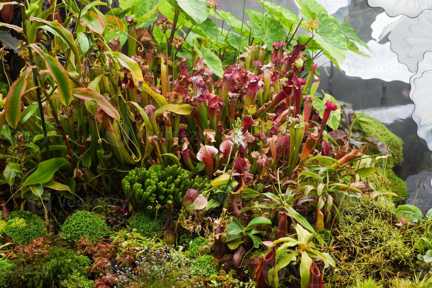 Colorful carnivorous plants including Sarracenia and Nepenthes grow lush in a tropical greenhouse garden, surrounded by moss and exotic foliage. photo