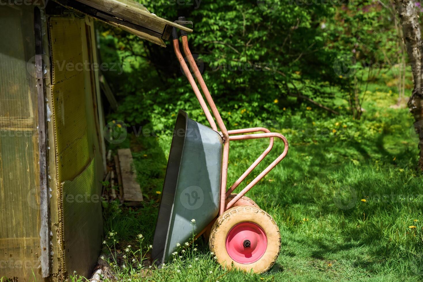 Old metal wheelbarrow with pink handles leans against a wooden shed in a green garden, symbolizing autumn harvest and rustic countryside life. photo