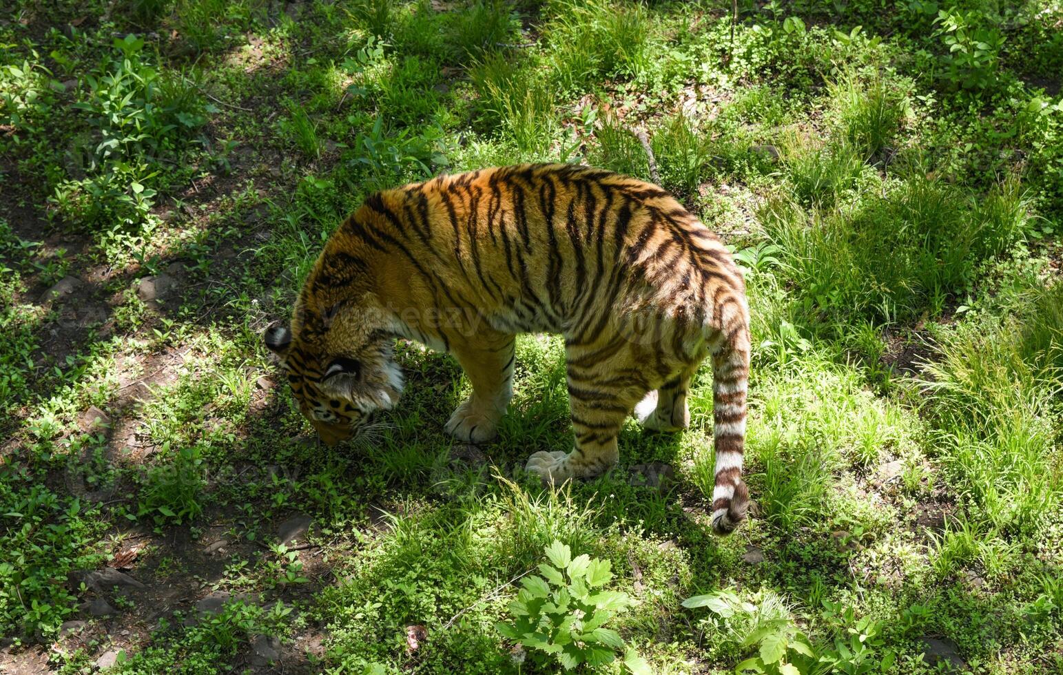 Amur tiger sniffs grass in a sunlit clearing, exploring its territory in Primorsky Krai. Majestic and elusive symbol of the Russian wilderness. photo