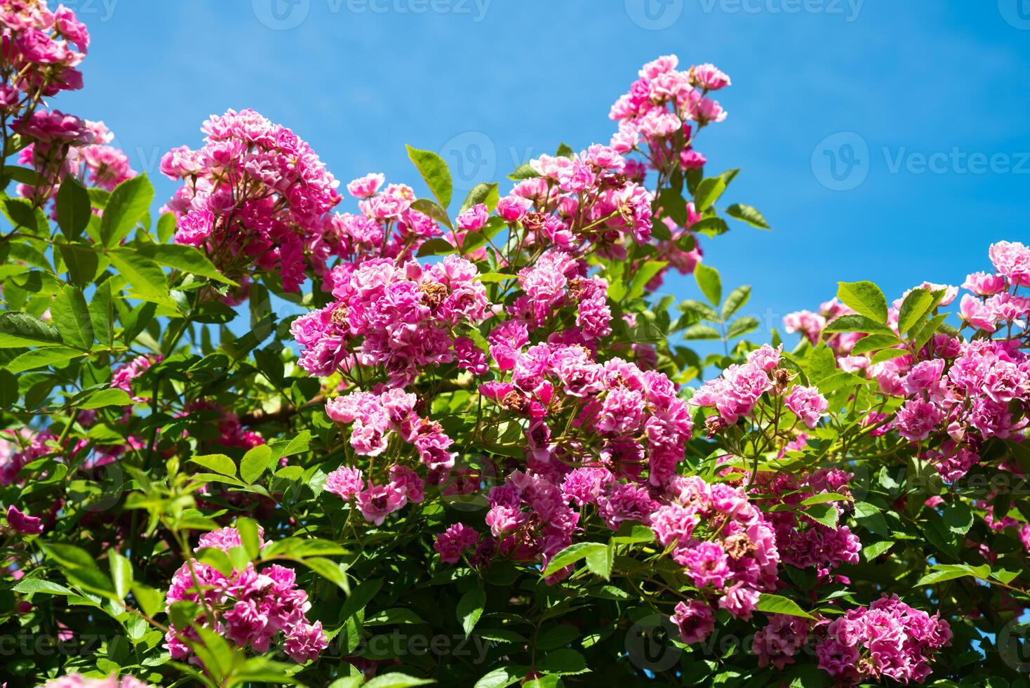 Pink Wartburg rambler rose blooming under clear summer sky. Vibrant flowers and green leaves create a lively and colorful garden scene in full sunlight. photo
