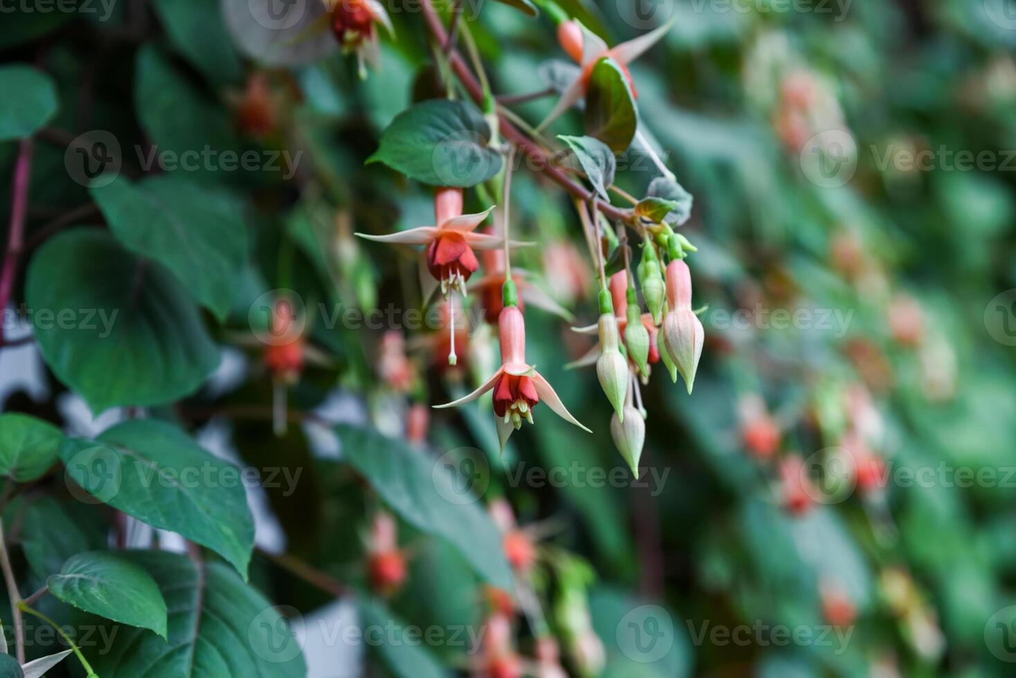 Close-up of delicate pink and red Fuchsia flowers hanging among green leaves, creating a vibrant and natural floral background. photo