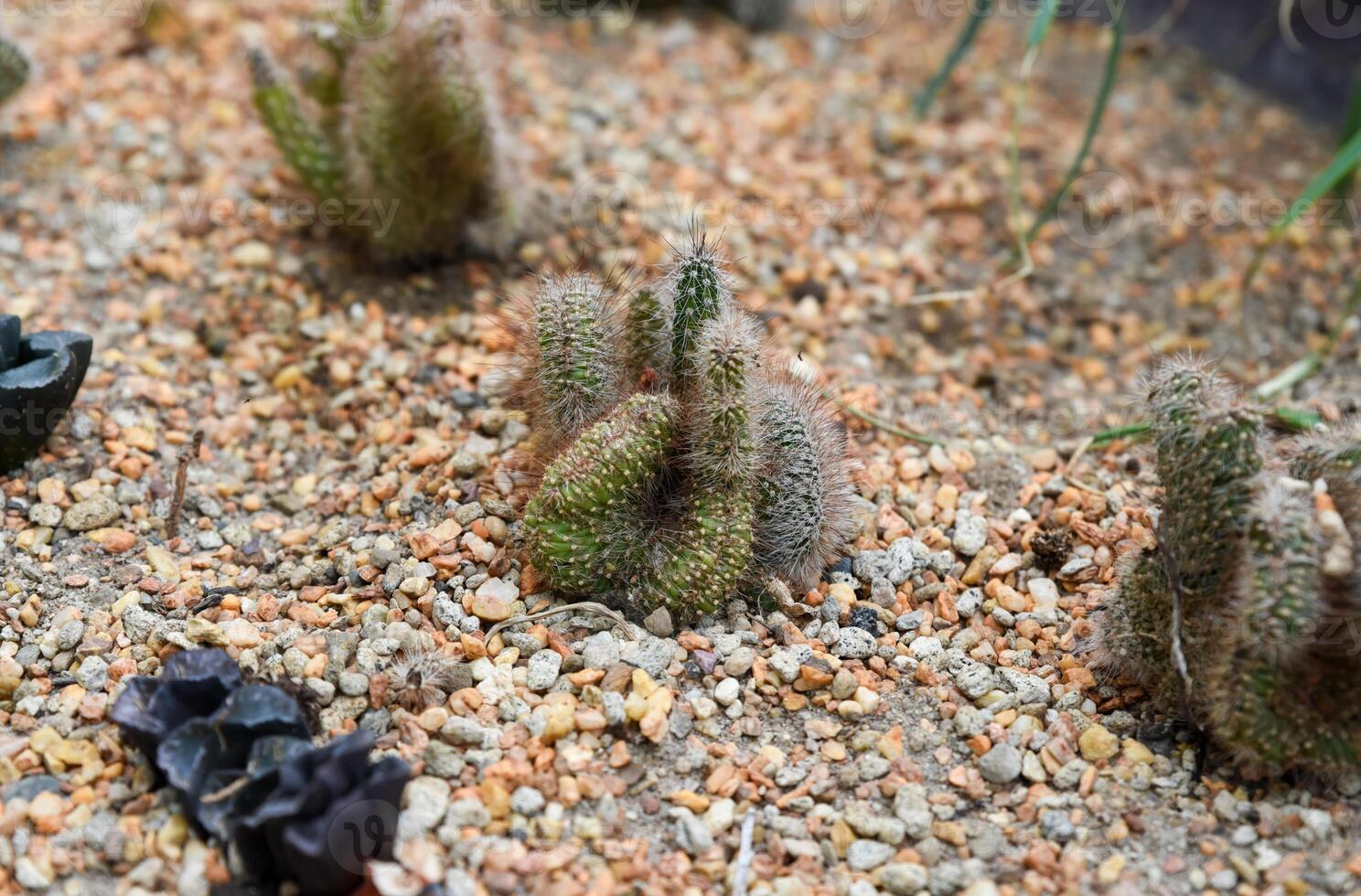 Crested Mammillaria elongata cactus with fuzzy stems and hooked spines grows in rocky desert soil, forming a unique brain-like structure. photo
