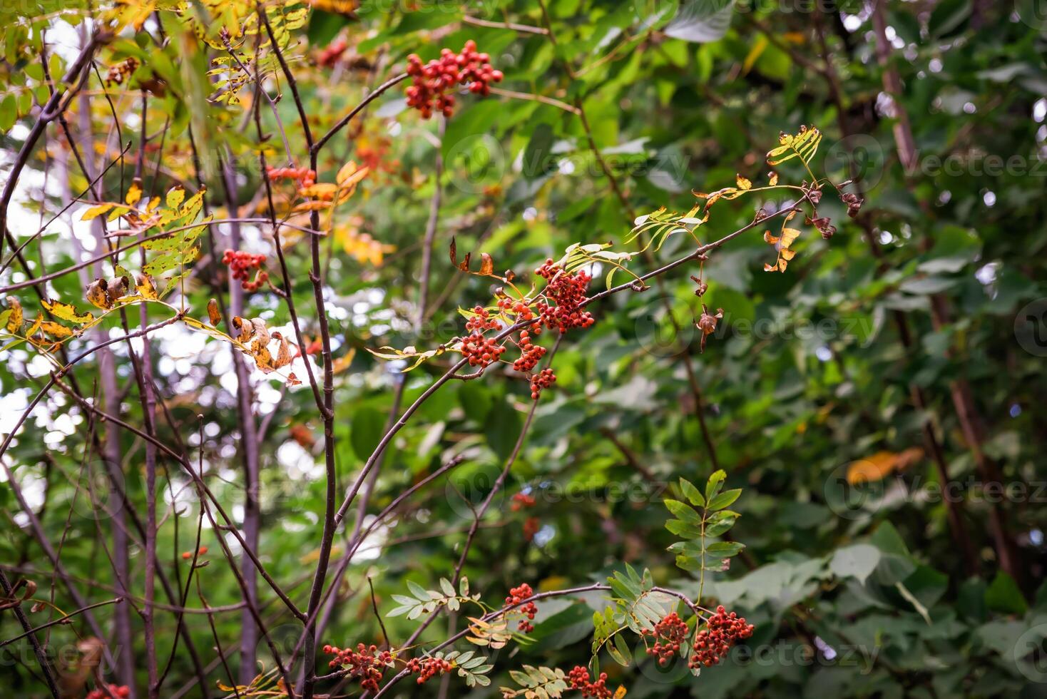 Viburnum sargentii, known as Sargent's viburnum, displays vibrant red berries and striking red foliage in autumn, enhancing the fall landscape photo