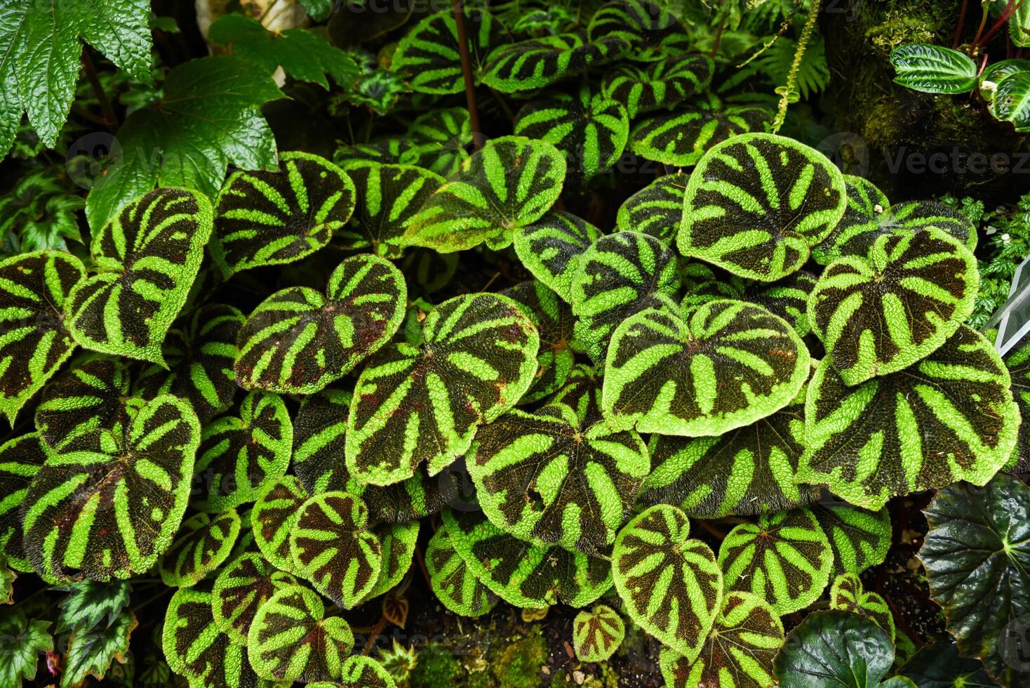 Close-up of Begonia masoniana, also called iron cross begonia, with striking green leaves marked by dark brown cross-like patterns, growing in dense foliage. photo