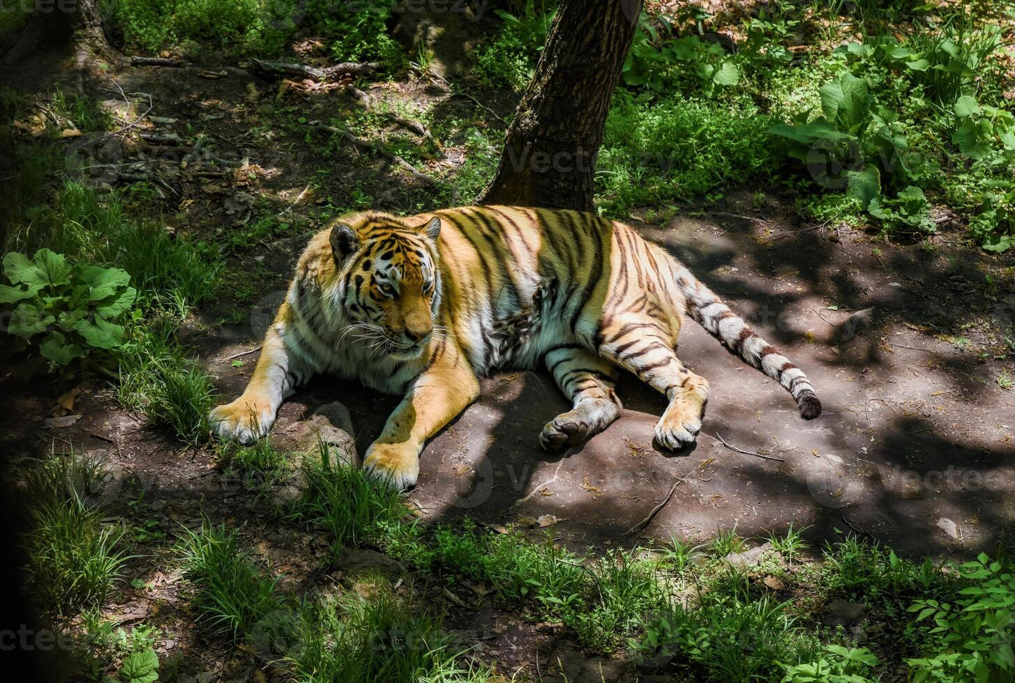 Amur tiger male rests on shaded forest ground in Primorsky Krai, Russia. Rare predator enjoying calm moment in natural habitat under summer light. photo