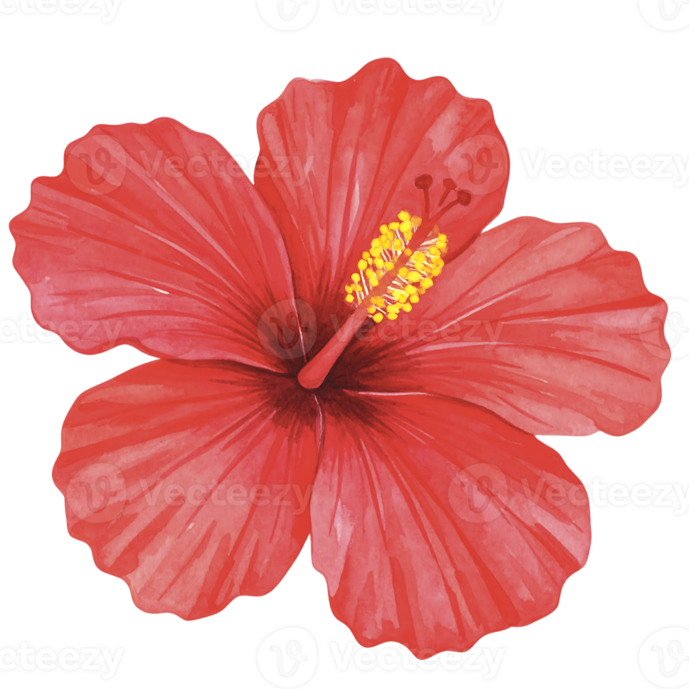 Watercolor illustration of hibiscus flower png