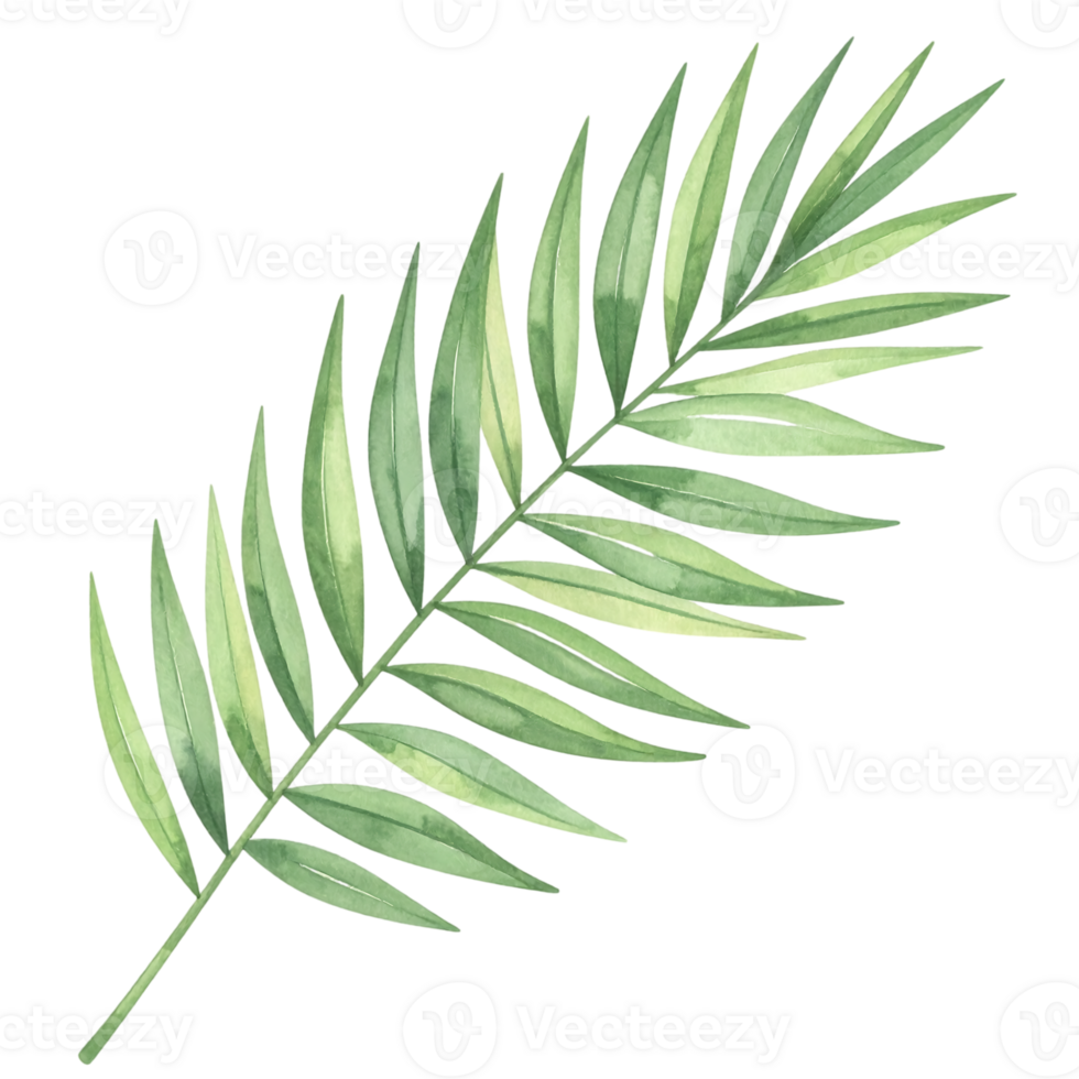 Watercolor illustration of single palm leaves png
