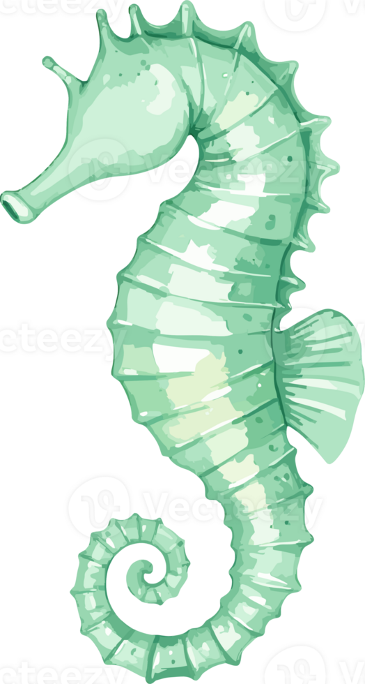 Seahorse watercolor illustration png