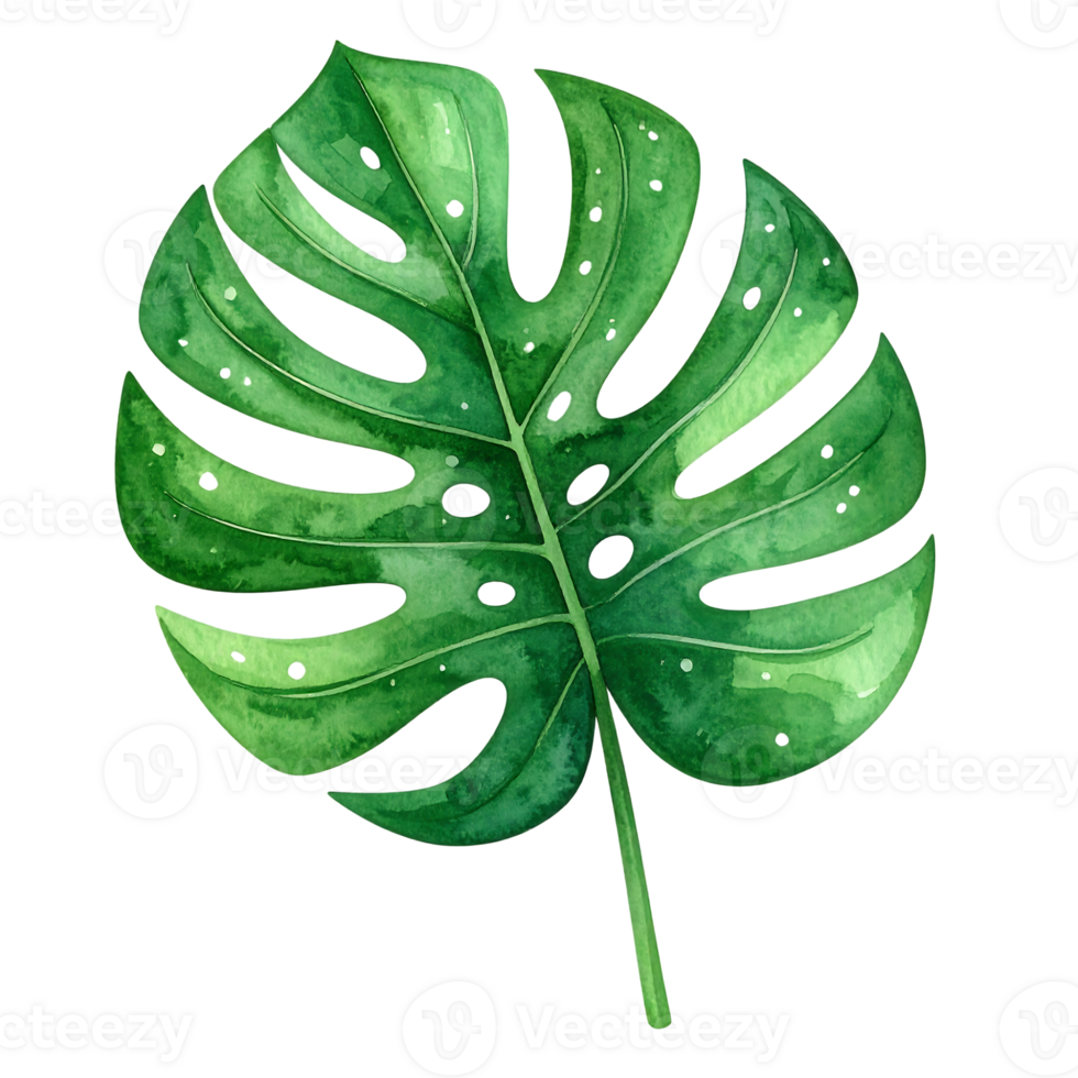 Watercolor illustration of monstera png