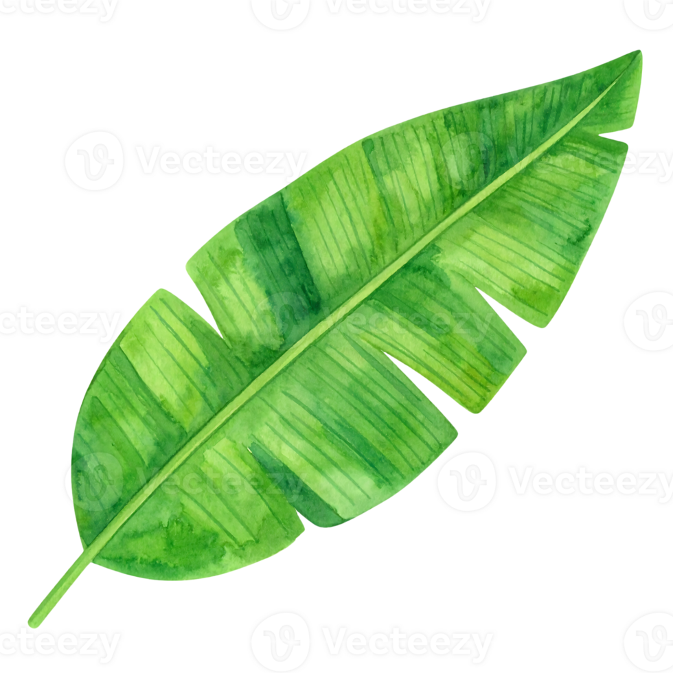 Watercolor illustration of banana leaf png
