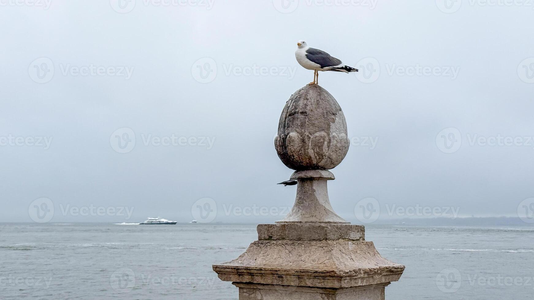 Majestic seagull perched on ancient stone, overlooking stormy seas, echoing Maritime Days nostalgic seafaring spirit photo