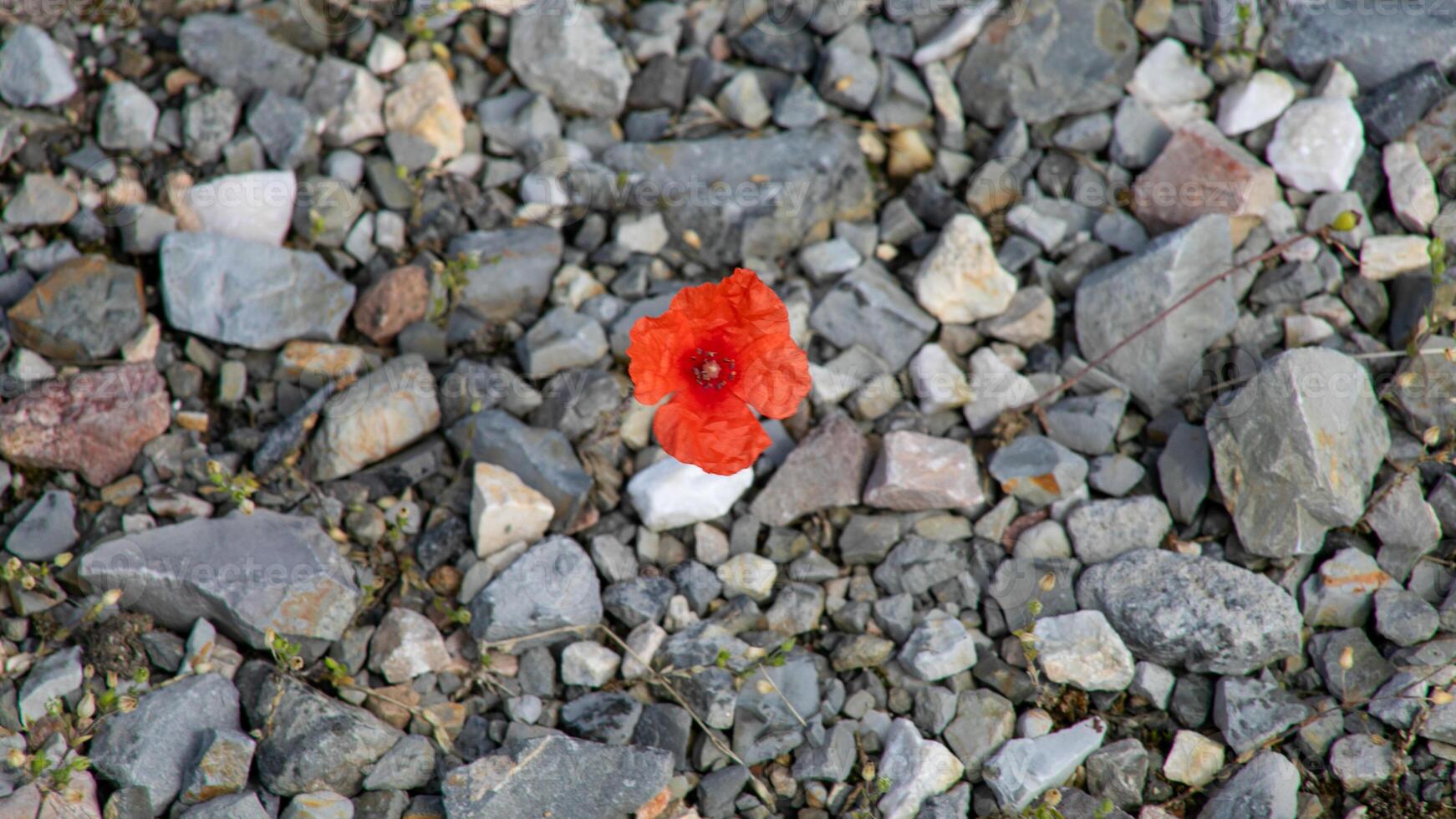 Fiery poppy defiantly bursts through forgotten gravel, honoring resilience and new beginnings perfect for Bastille Day or Persephone myths photo
