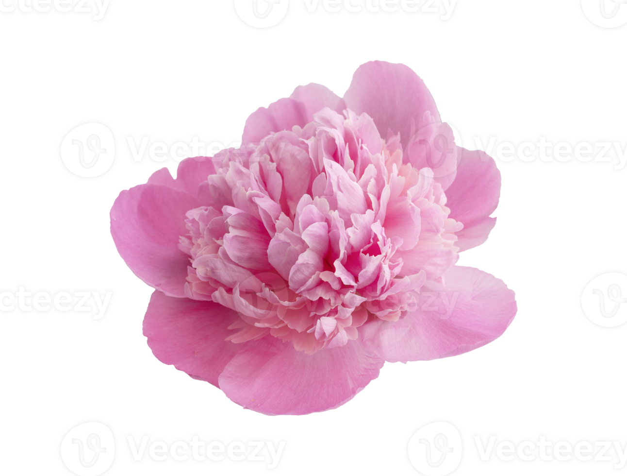 Close up of perfect beautiful pink peony on flower, isolated spring a transparent background, for a design projects png
