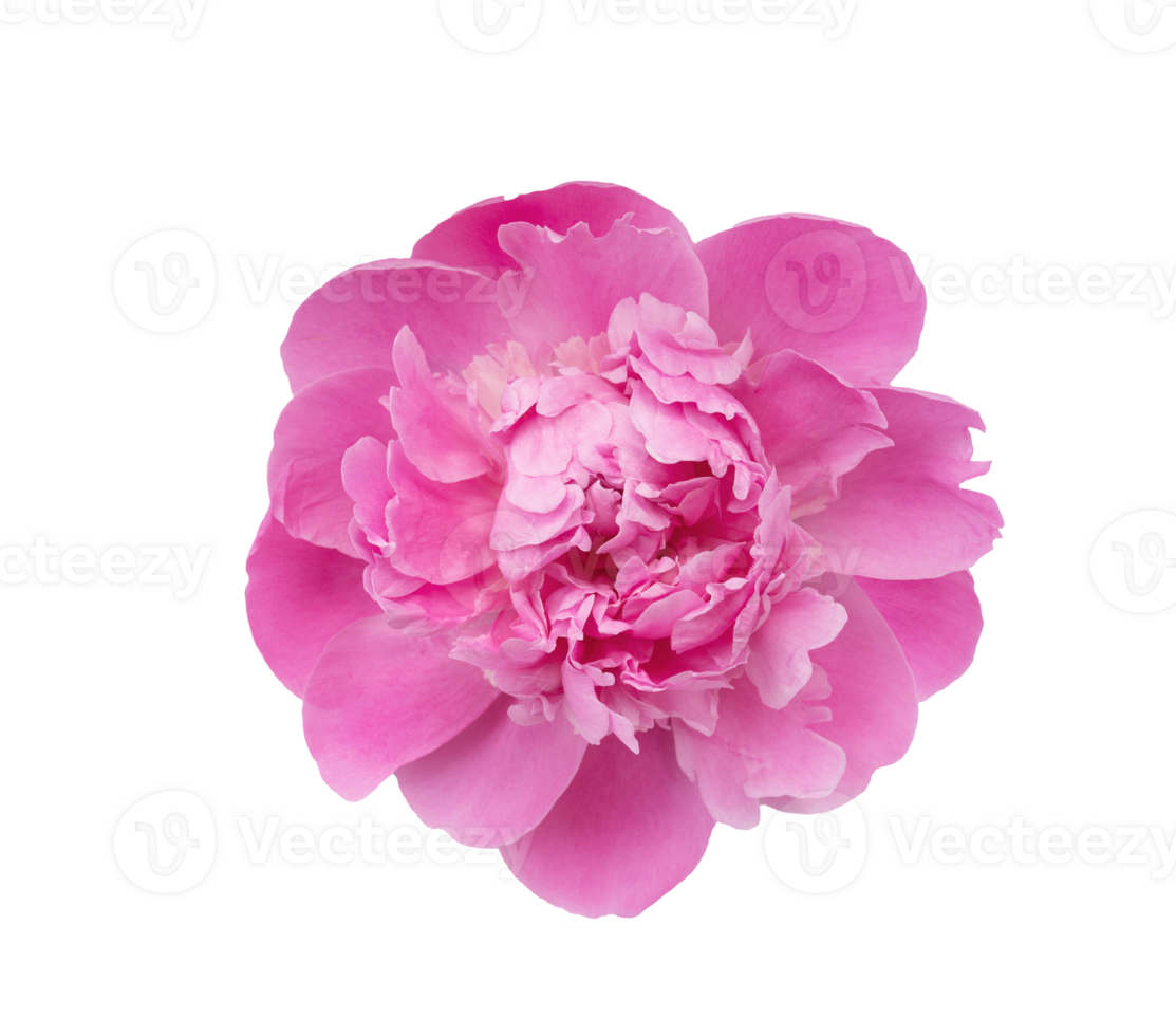 beautiful close up of perfect pink peony summer flower, transparent on a background, isolated for a design projects png