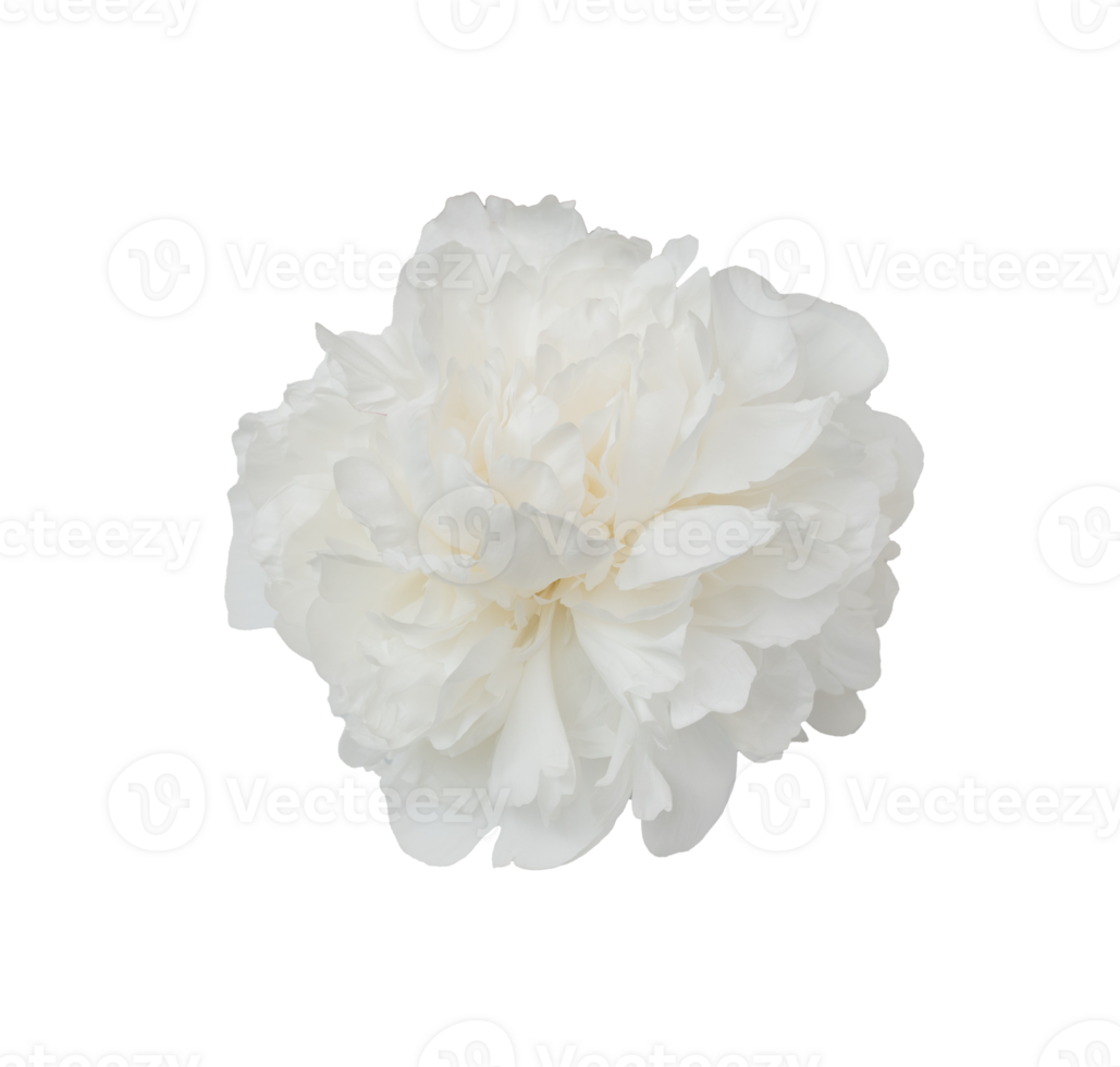 Close up isolated a beautiful white peony summer blossom of on a transparent background, perfect for design projects png