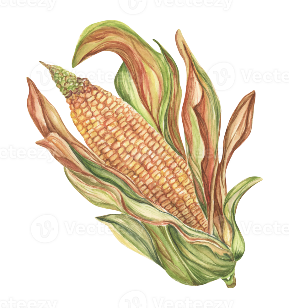 Watercolor illustration of ripe corn with leaves. Healthy vegan food. Botanical illustration of maize, a design element. png
