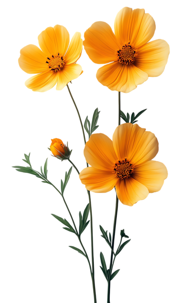 Three orange cosmos flowers and a bud on stems with green leaves png