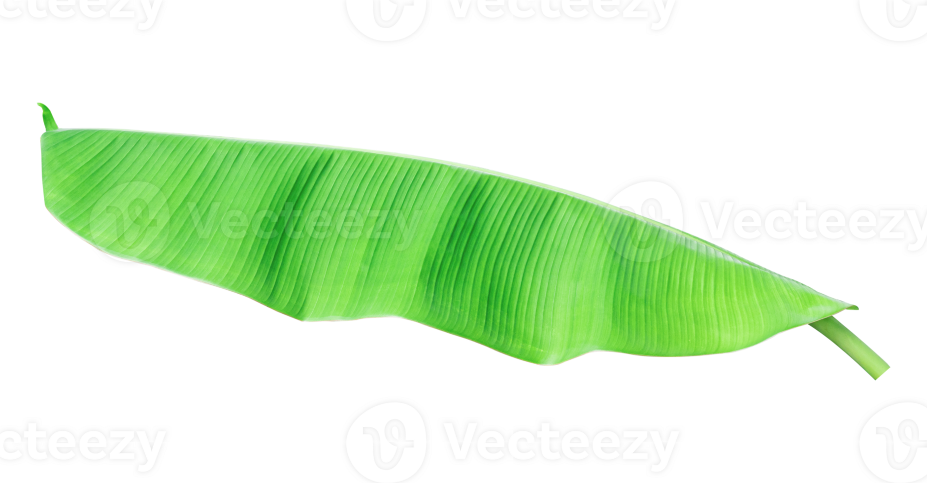 Banana leaf isolated on transparent background png