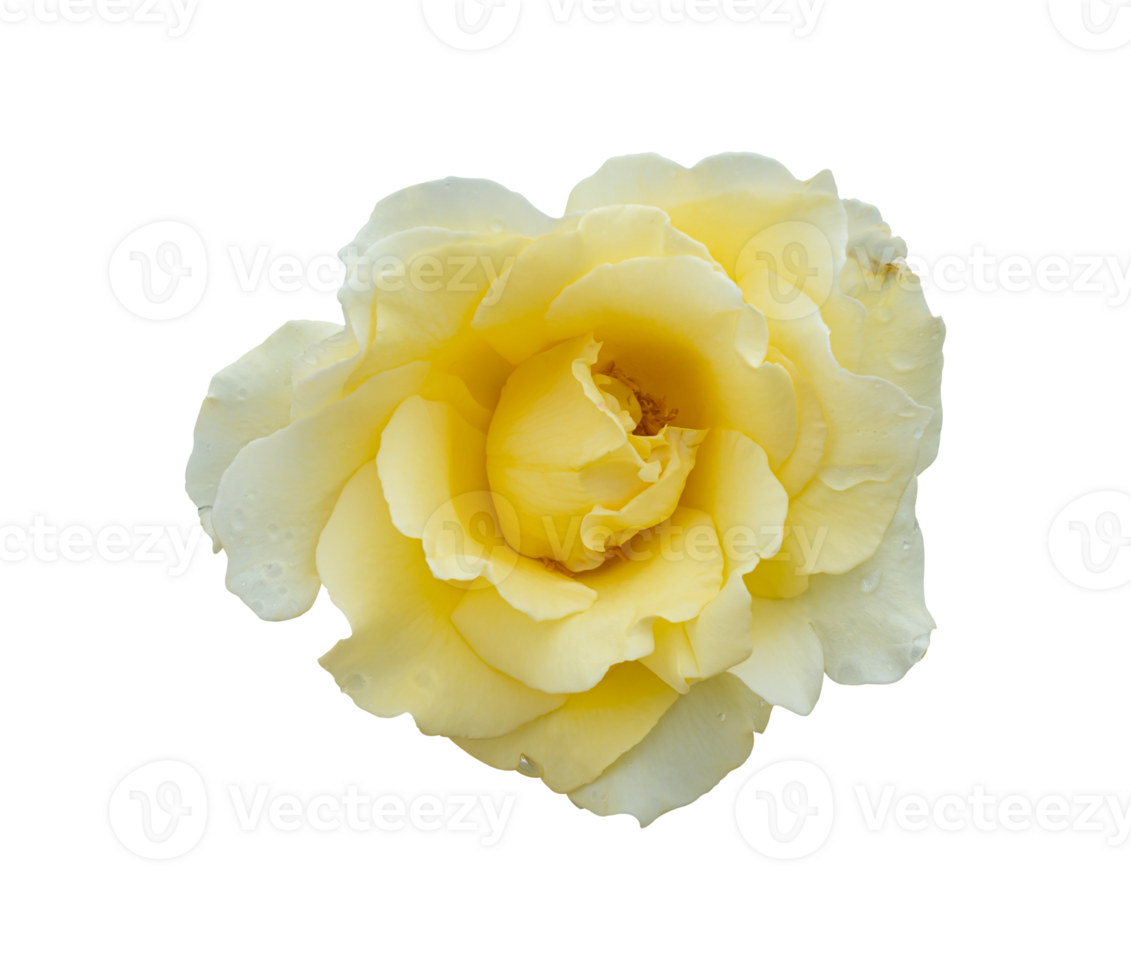 Yellow rose isolated on transparent background, File png
