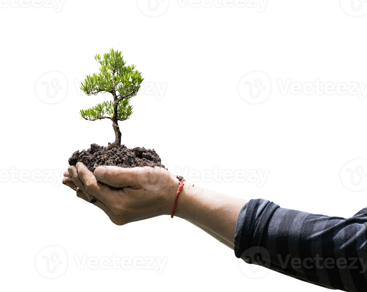 Tree bonsai plant in hand isolated on transparent background png