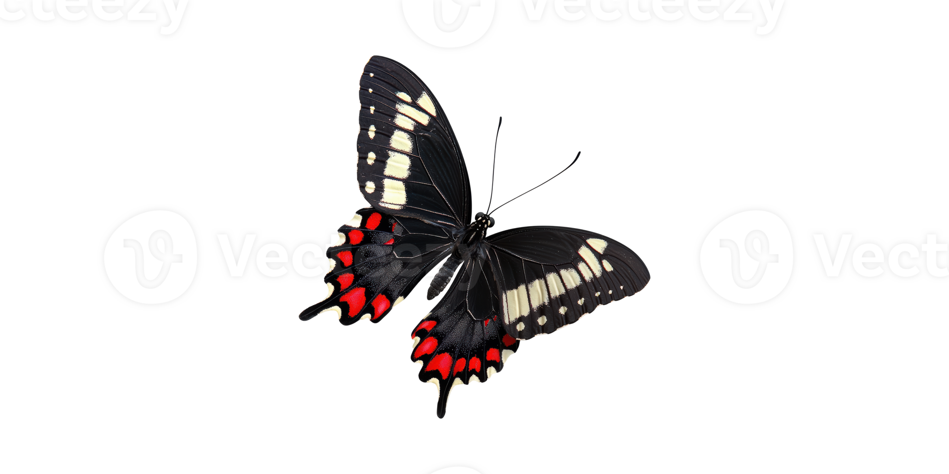 Black and red butterfly with white spots sparking wings isolated on transparent background png