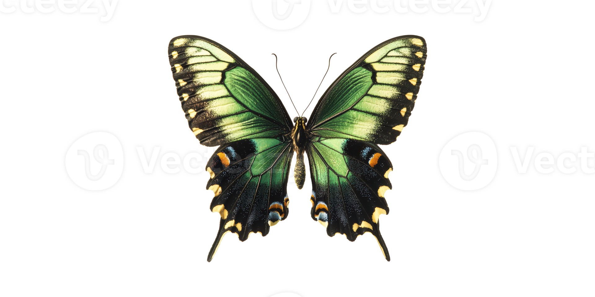 Green and black swallowtail butterfly with unique wing patterns isolated on transparent background png