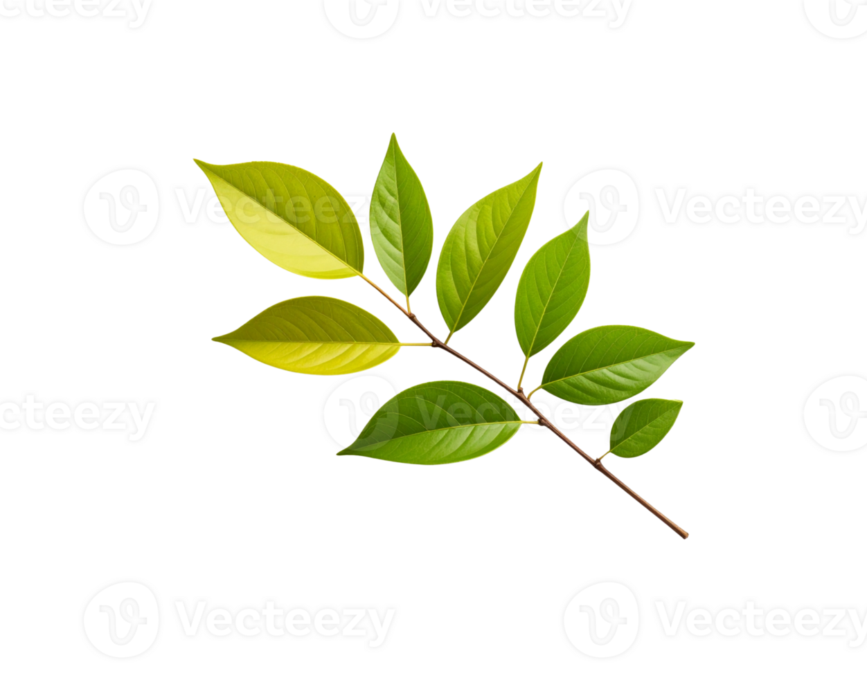 Fresh Green Leaves on Branch with Visible Veins and Texture. png