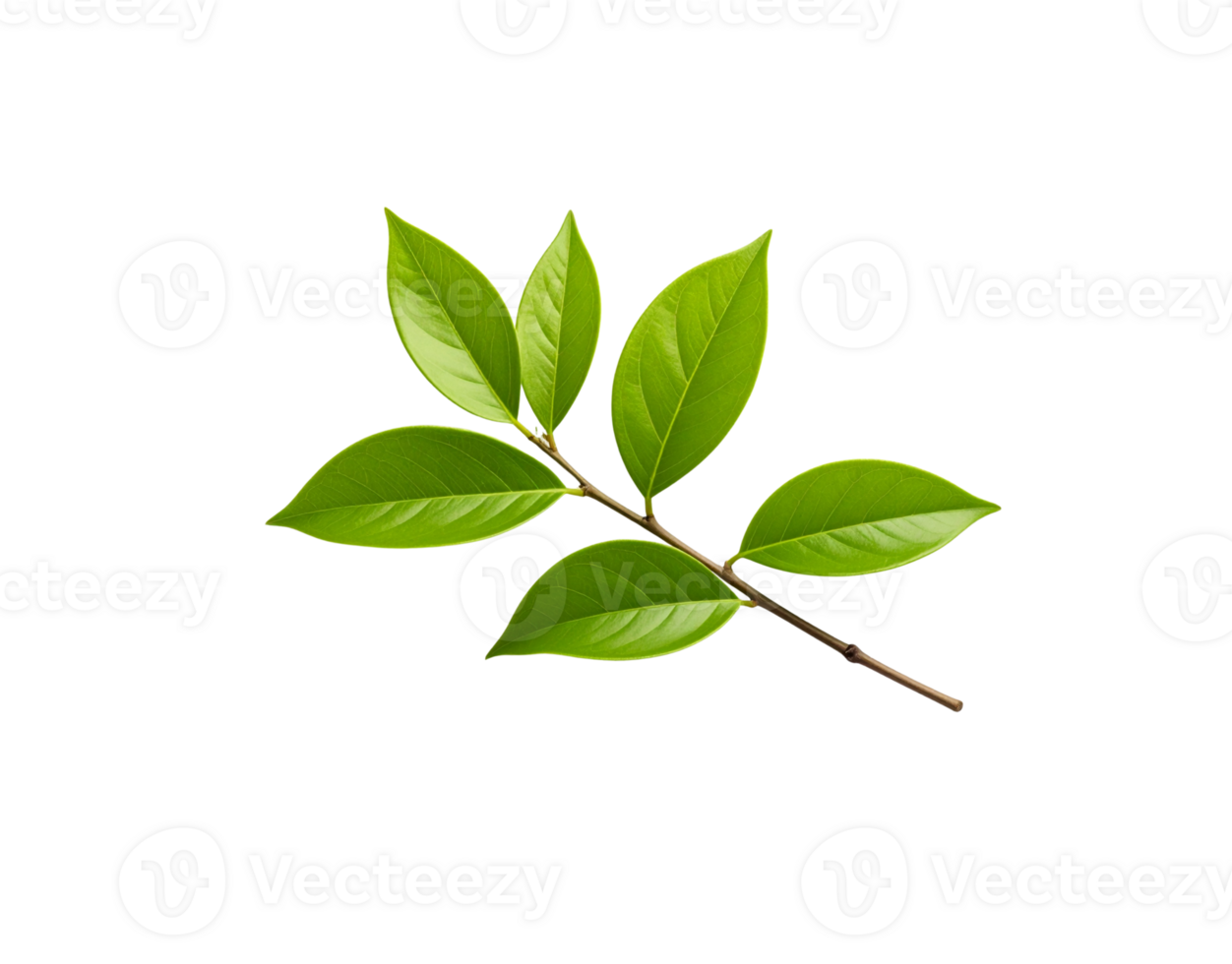 Fresh Green Leaves on a Branch Natural Foliage Detail. png
