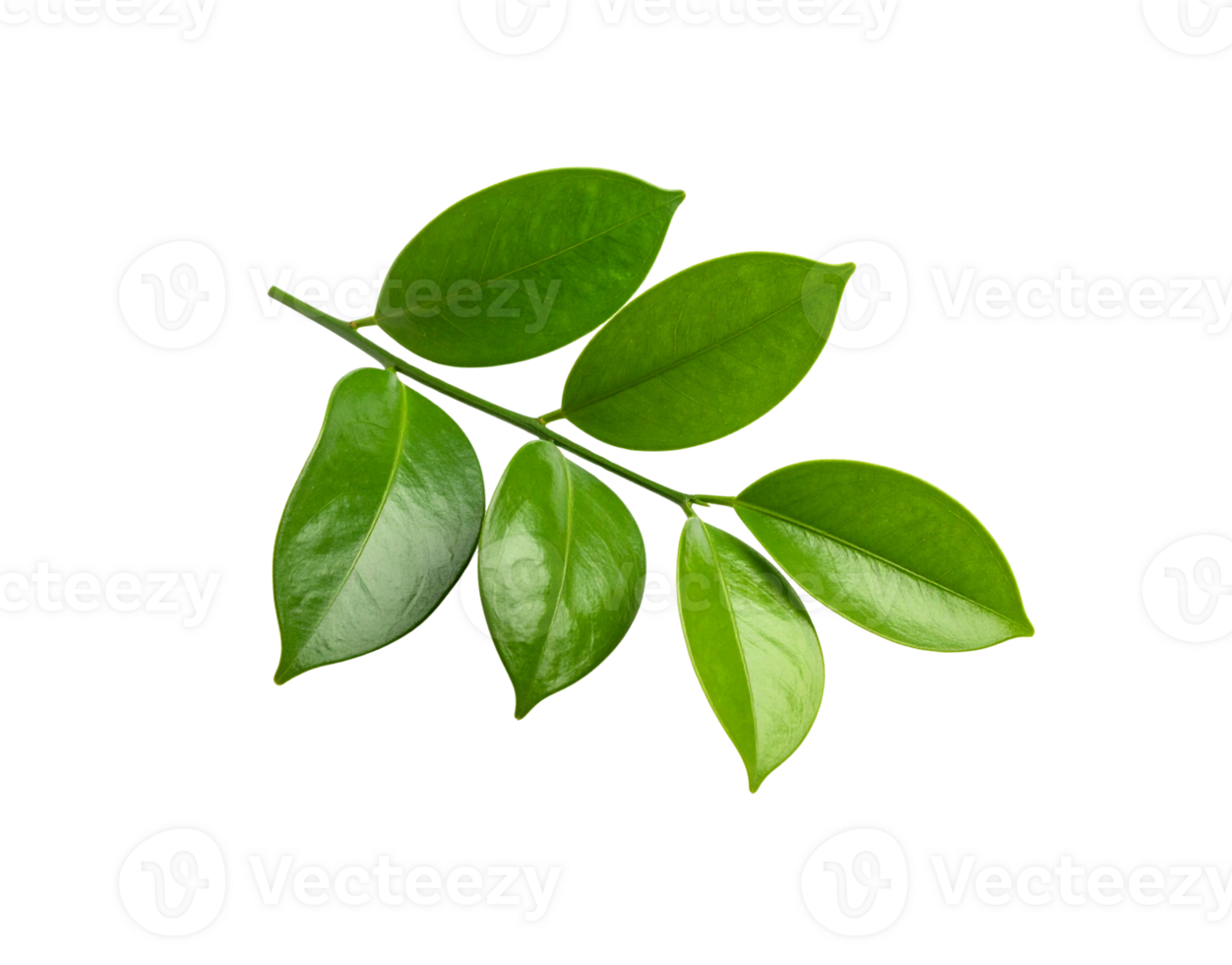 Glossy Green Leaves on Stem Isolated Botanical Specimen. png